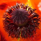 Mohn vor dem Haus