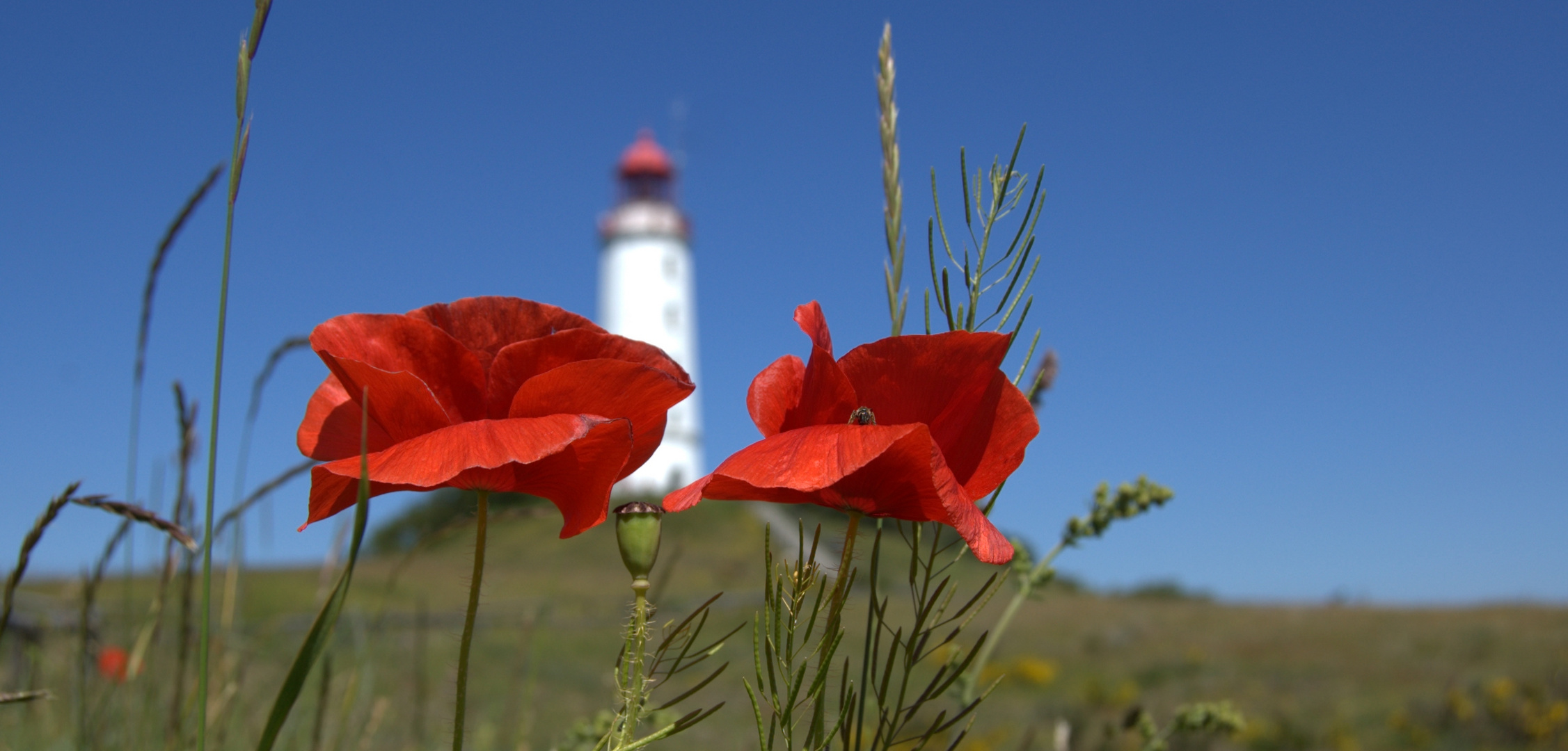 Mohn vor dem Leuchtturm Dornbusch