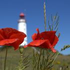 Mohn vor dem Leuchtturm Dornbusch