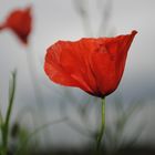 Mohn vor dem Regen