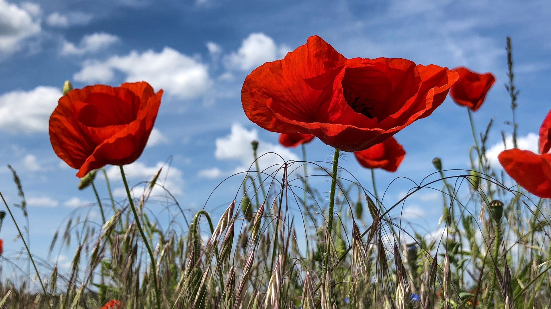 Mohn vor dem Sommerhimmel