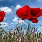 Mohn vor dem Sommerhimmel