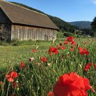 Mohn vor der Hütte