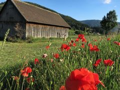 Mohn vor der Hütte