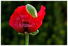 Mohn vor Eibe