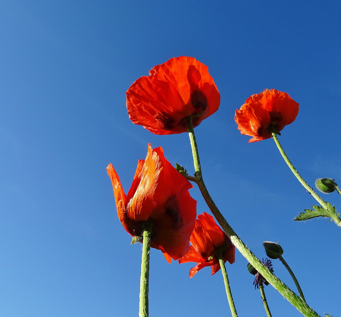 Mohn vor einem sonnigen Himmel