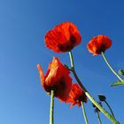 Mohn vor einem sonnigen Himmel