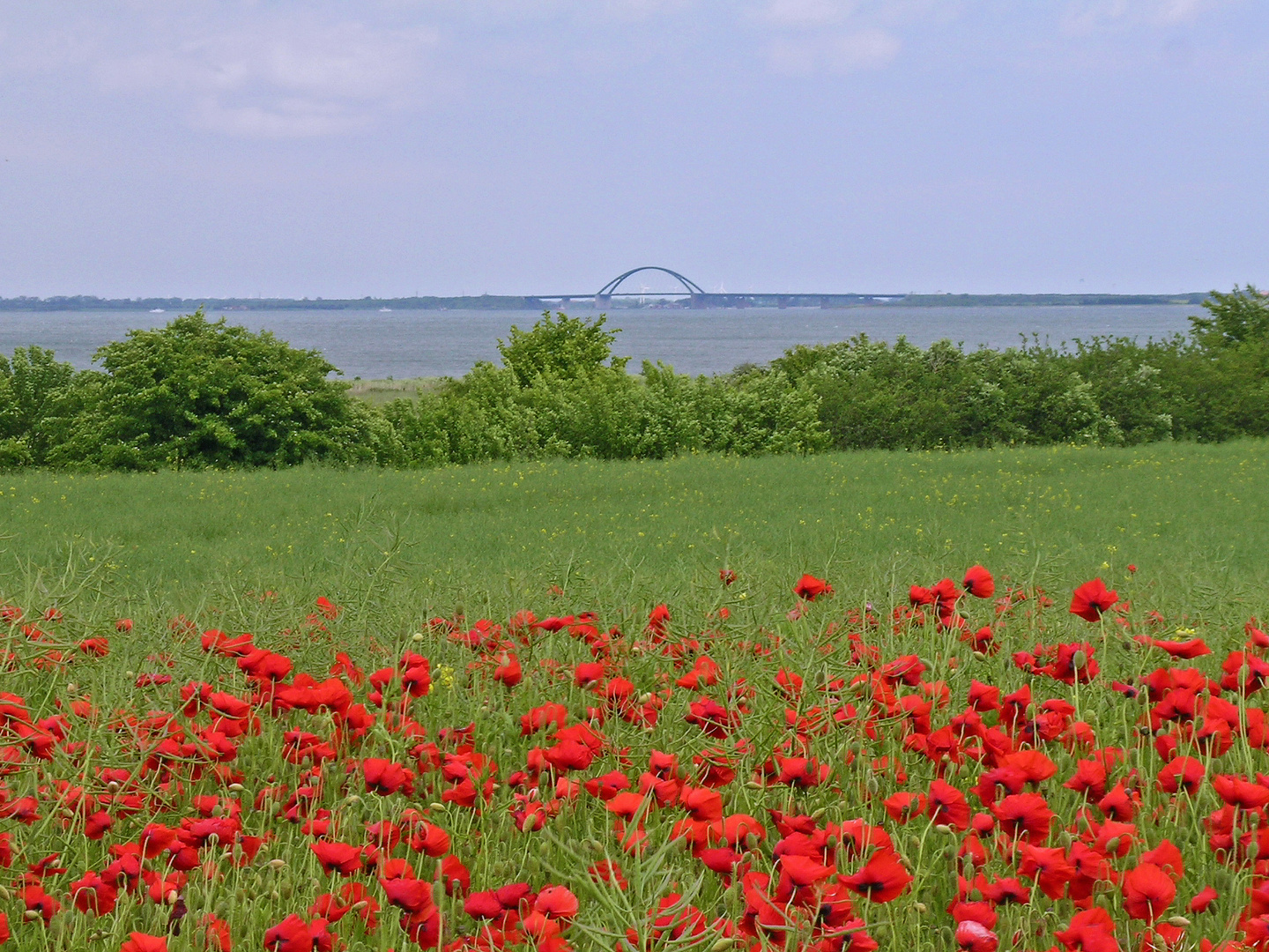 Mohn vor Fehmarnsundbrücke