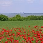 Mohn vor Fehmarnsundbrücke