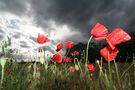 Mohn vor Gewitter von S. Metz 