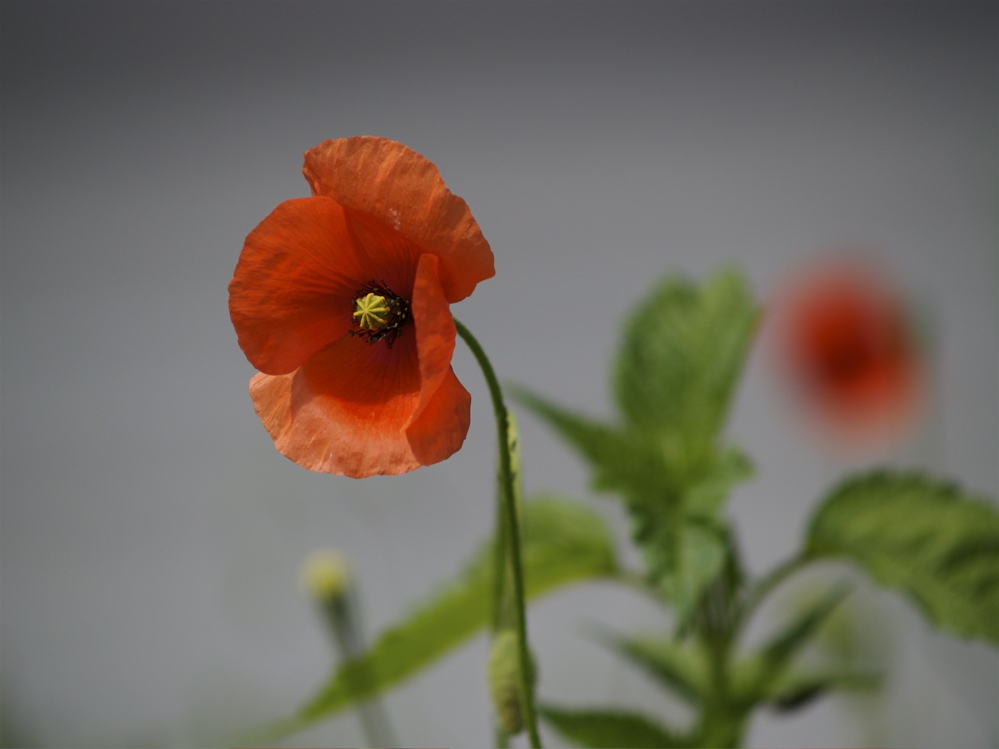 Mohn vor Grau