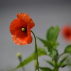 Mohn vor Grau