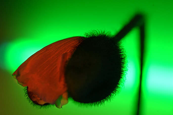 Mohn vor Grün