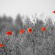 Mohn vor meiner Haustre