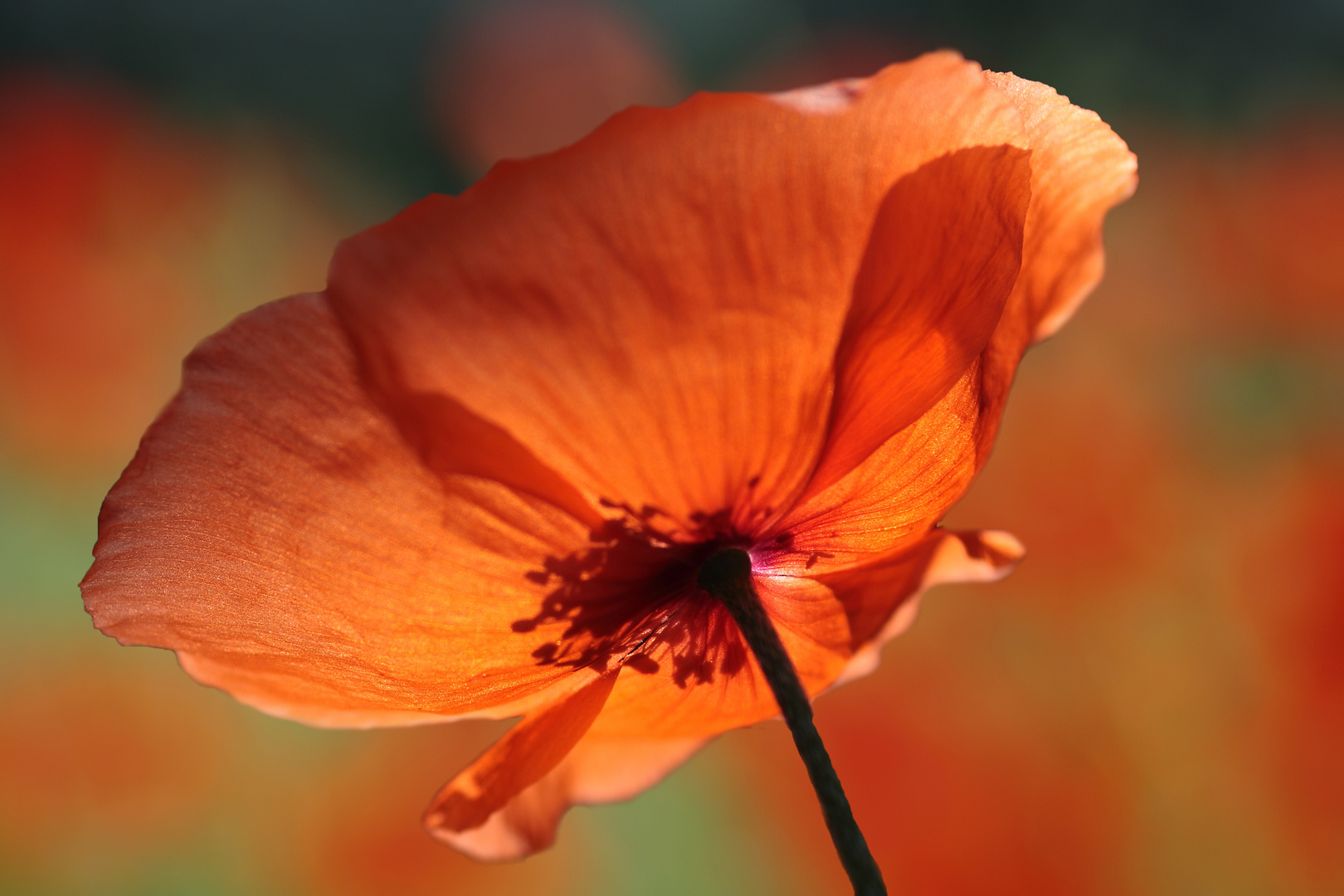 Mohn vor Mohn