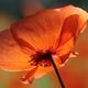 Mohn vor Mohn