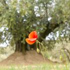 Mohn vor Olivenbaum