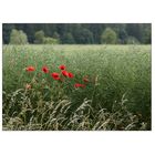 Mohn vor Raps