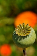 Mohn vor Ringelblume