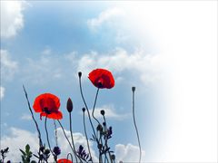 Mohn vor Sommerhimmel