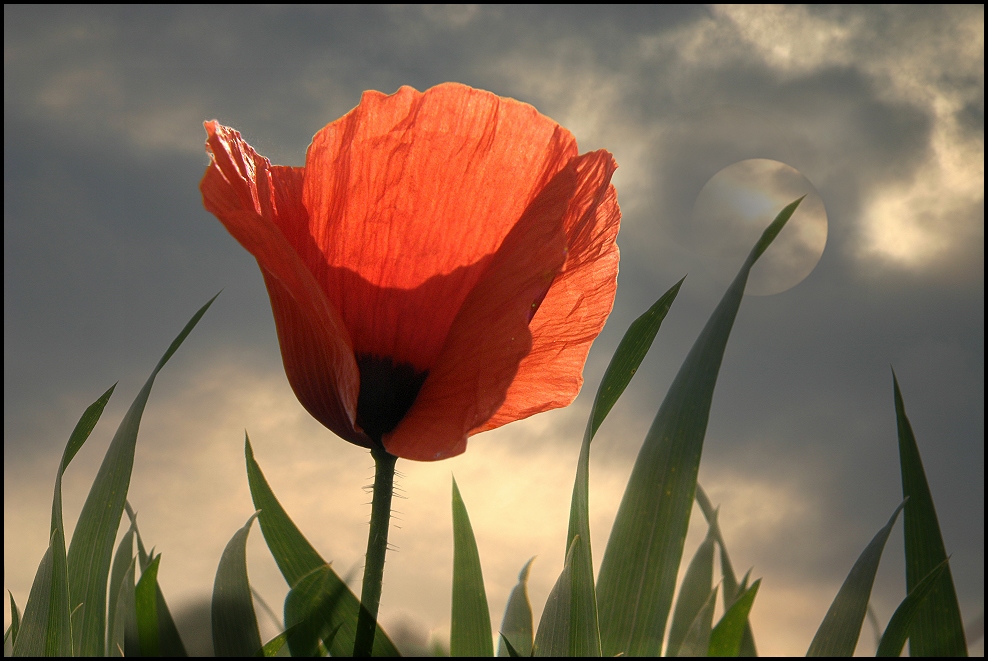 mohn vor sonne