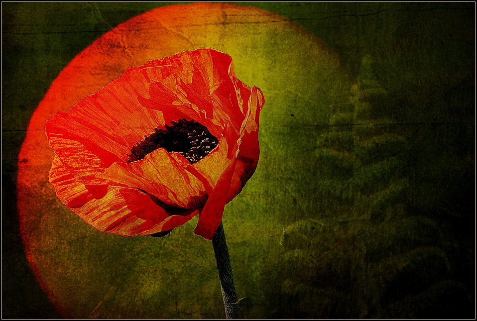 mohn vor sonne