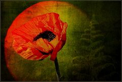 mohn vor sonne