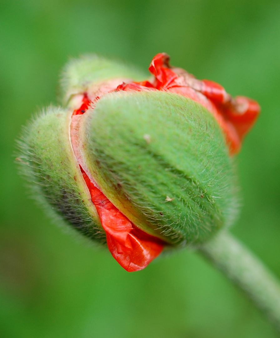 Mohn vorm Öffnen