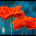 Mohn vs Blue