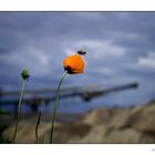 [Mohn vs. F60]