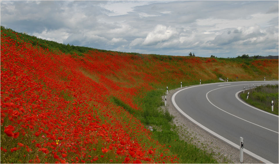 mohn waechst am strassenrand