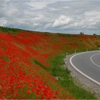 mohn waechst am strassenrand