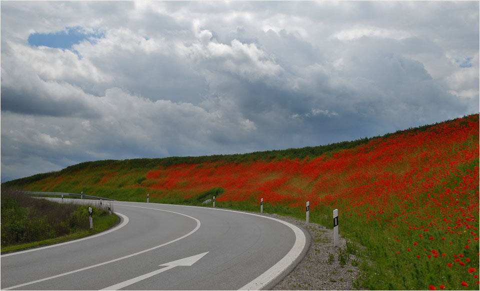 mohn waechst neben der strasse 2