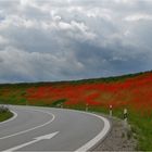 mohn waechst neben der strasse 2