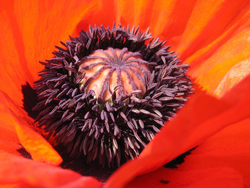 Mohn - was sonst?