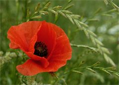 Mohn - was sonst