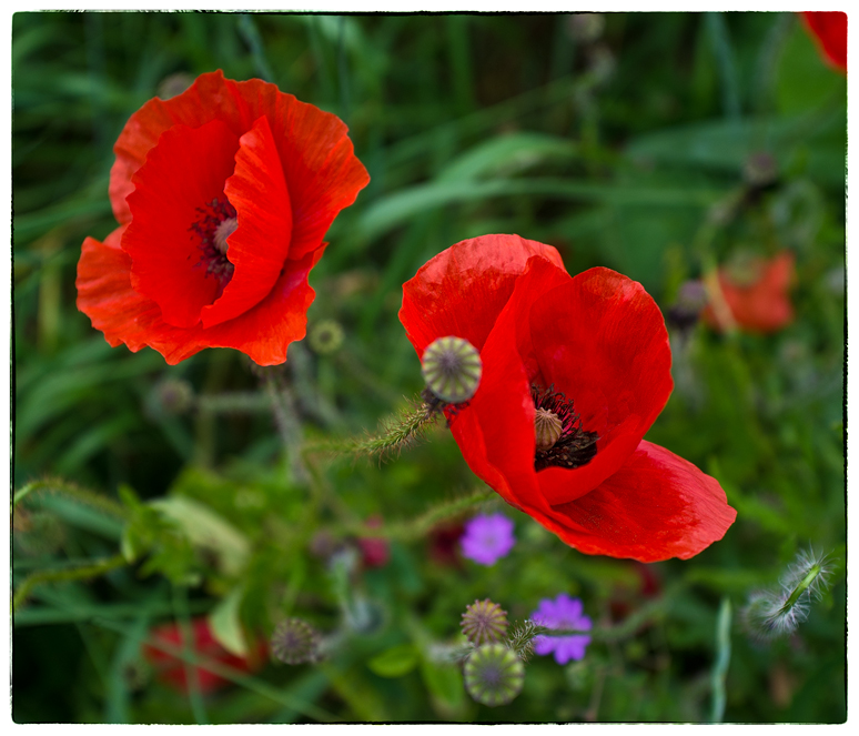 Mohn, was sonst?