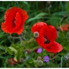 Mohn, was sonst?