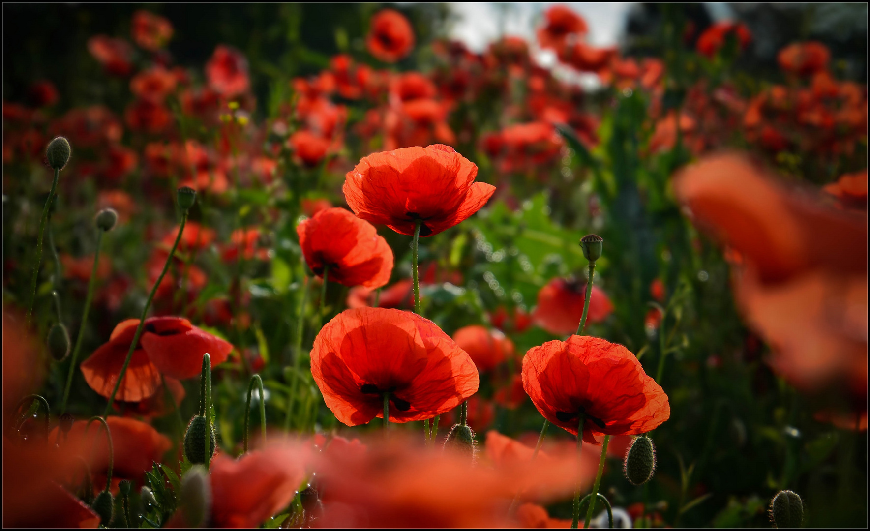 Mohn, was sonst  ;--))