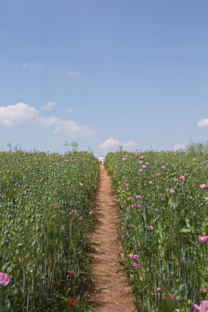 Mohn Weg