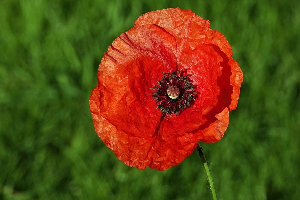 Mohn Wegenstetten Am Bach 08.06.2019