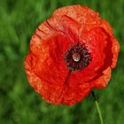 Mohn Wegenstetten Am Bach 08.06.2019