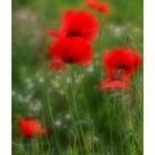 mohn-weichgezeichnet-...