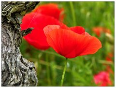 Mohn & Wein