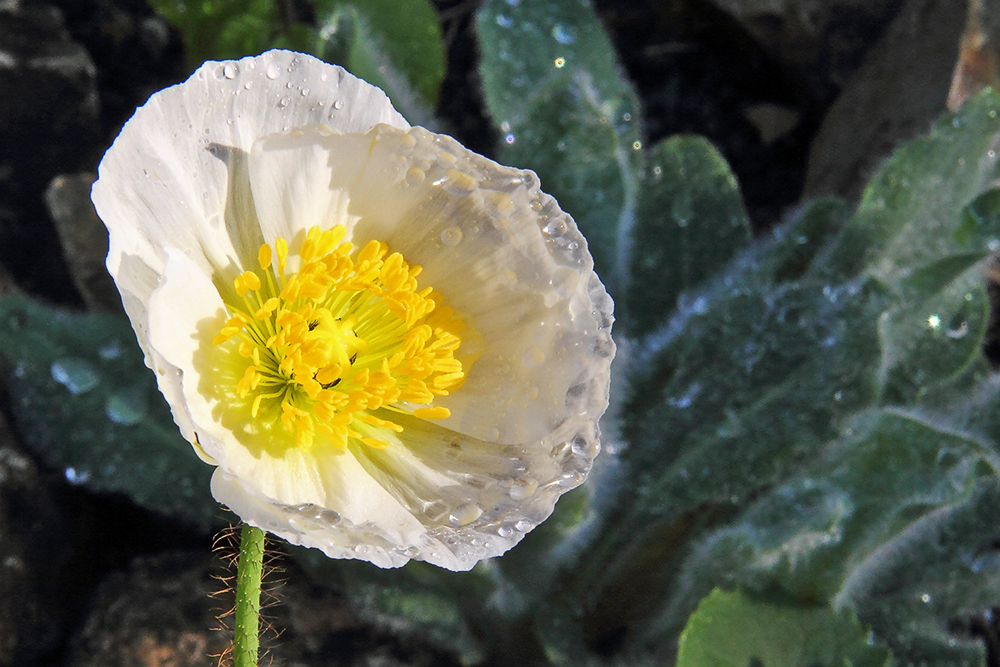 Mohn weiß