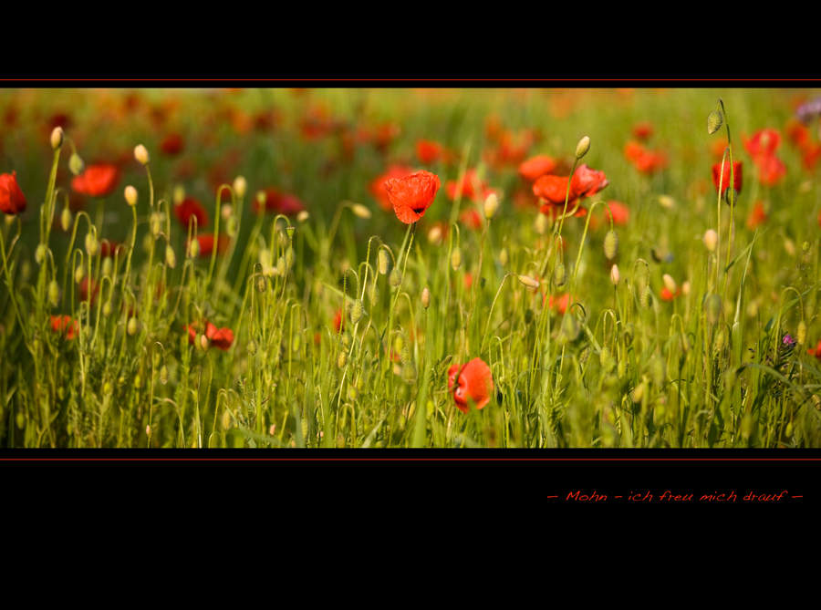 Mohn - weites Feld