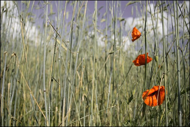 Mohn & Weizen