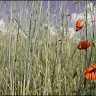 Mohn & Weizen