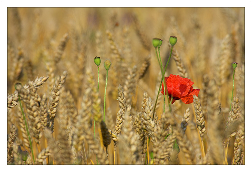 Mohn & Weizen