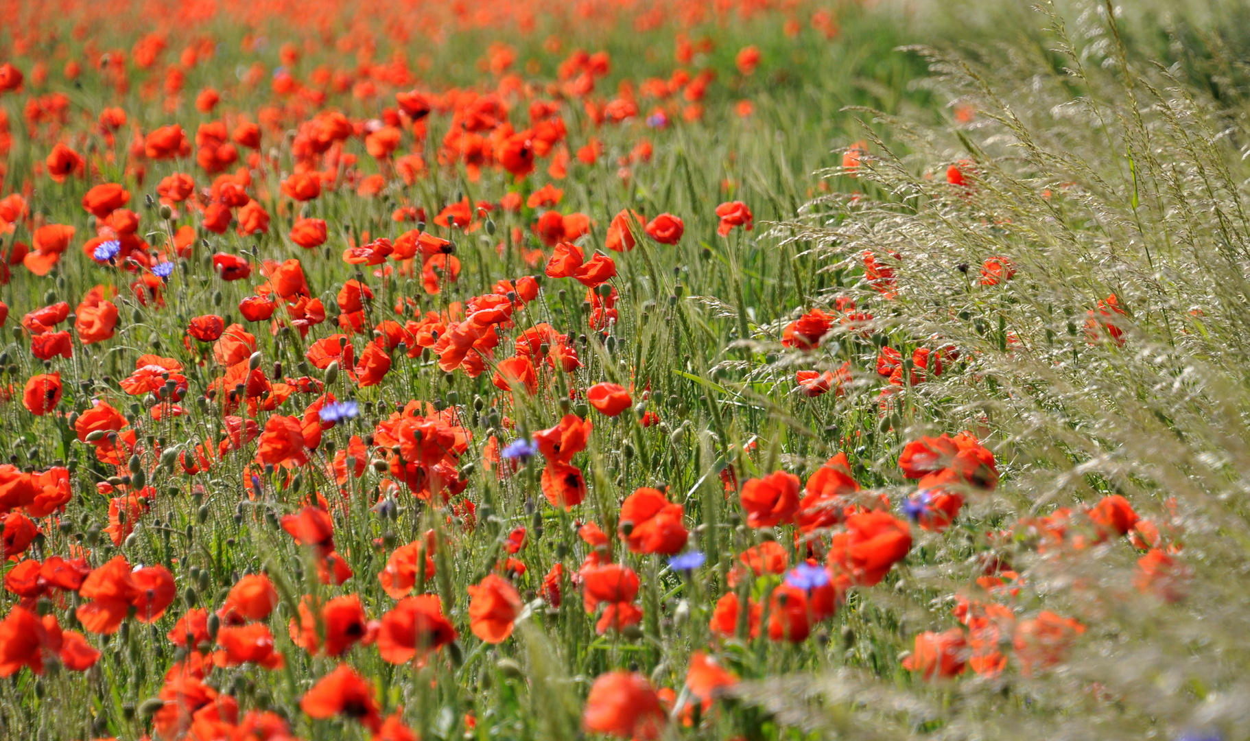 Mohn / Weizen Feld